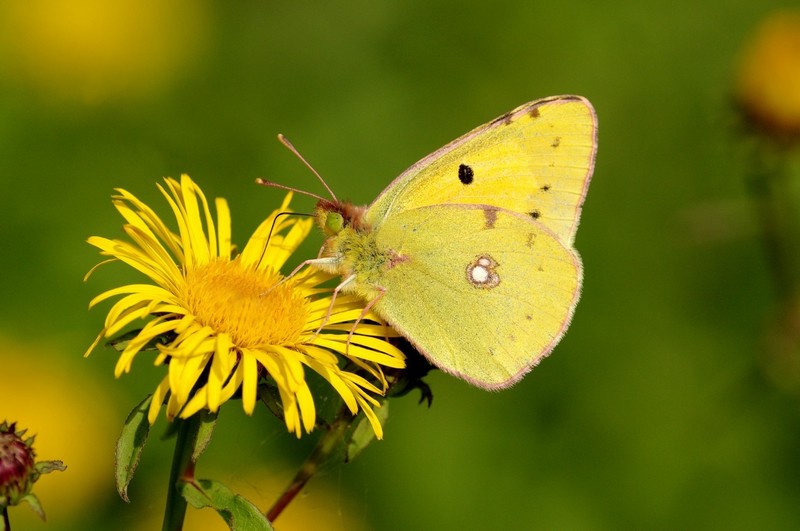 Colias  II.jpg