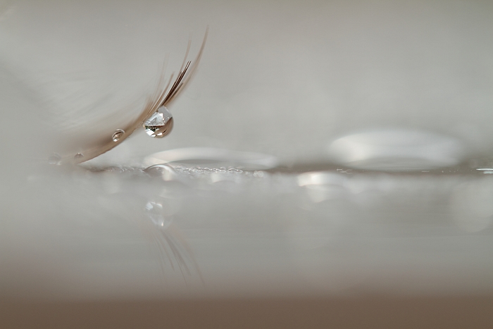 14-08_IMG_8485_goutte_IN.JPG