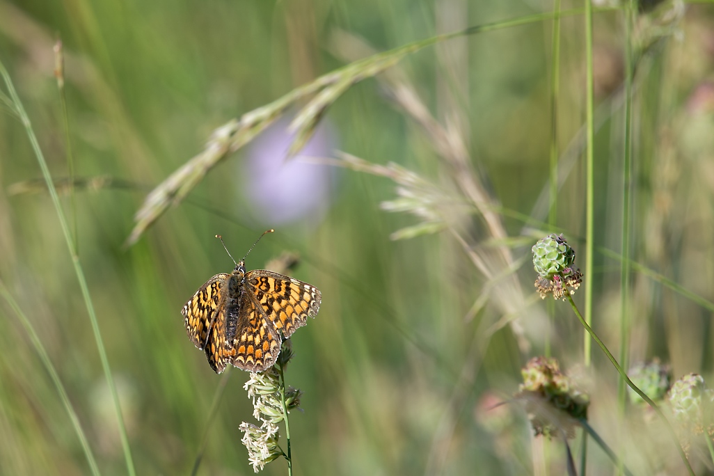 DSC_9989_DxO.jpg