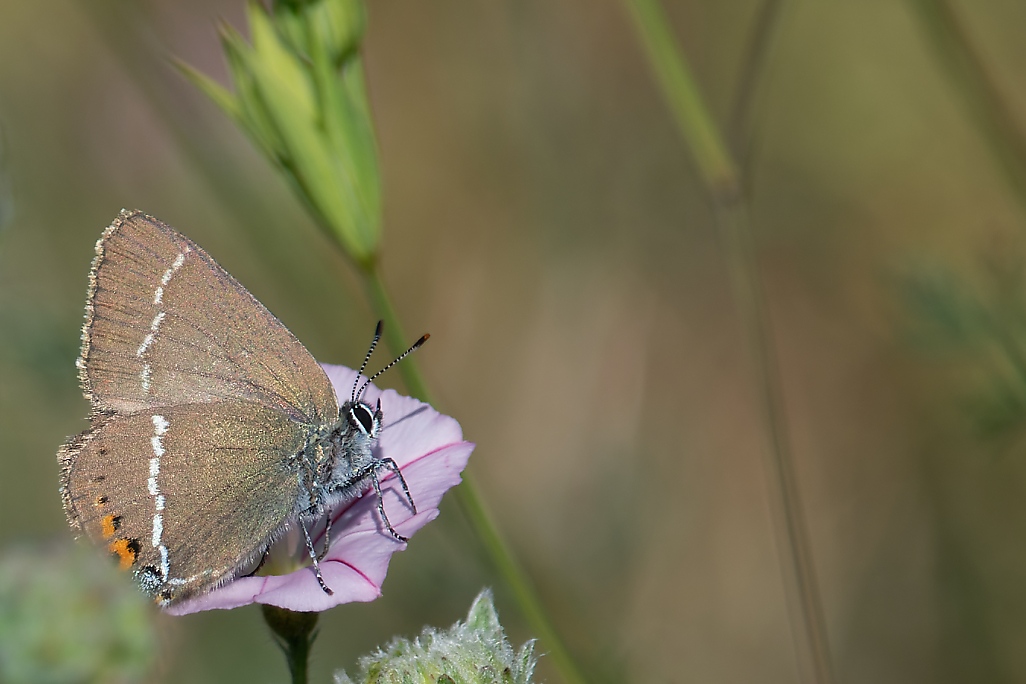 DSC_0048_DxO.jpg