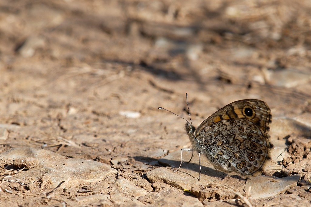 DSC_0176_DxO.jpg