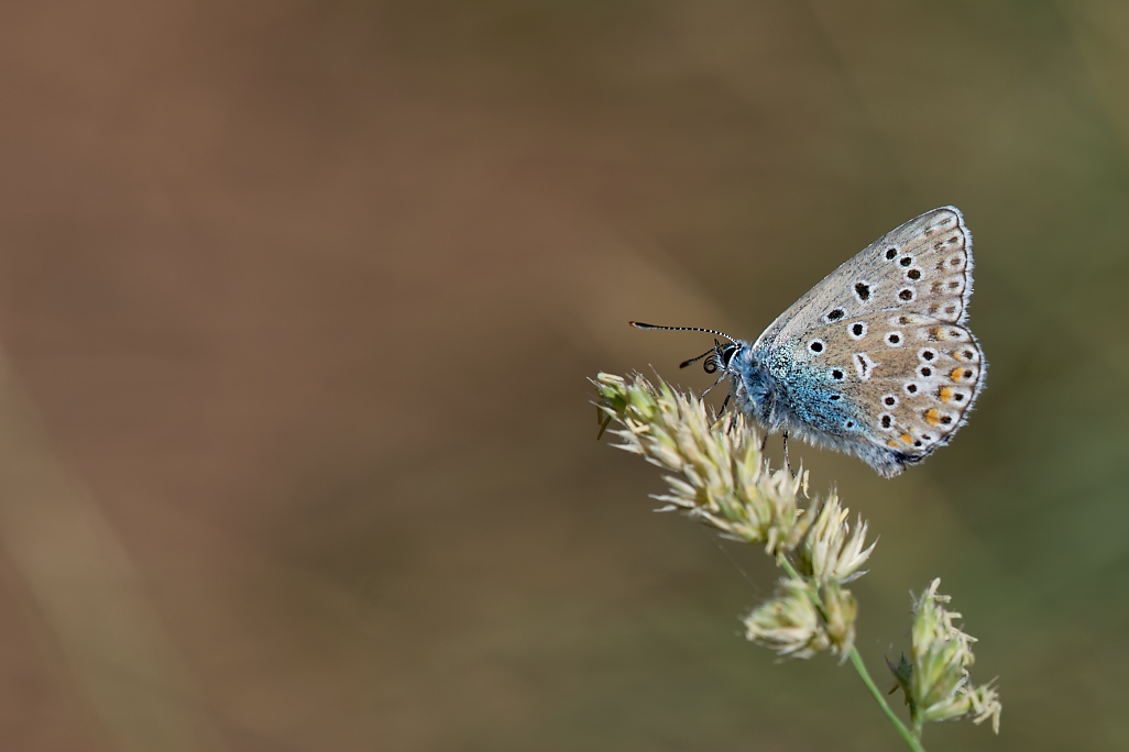 DSC_0199_DxO.jpg