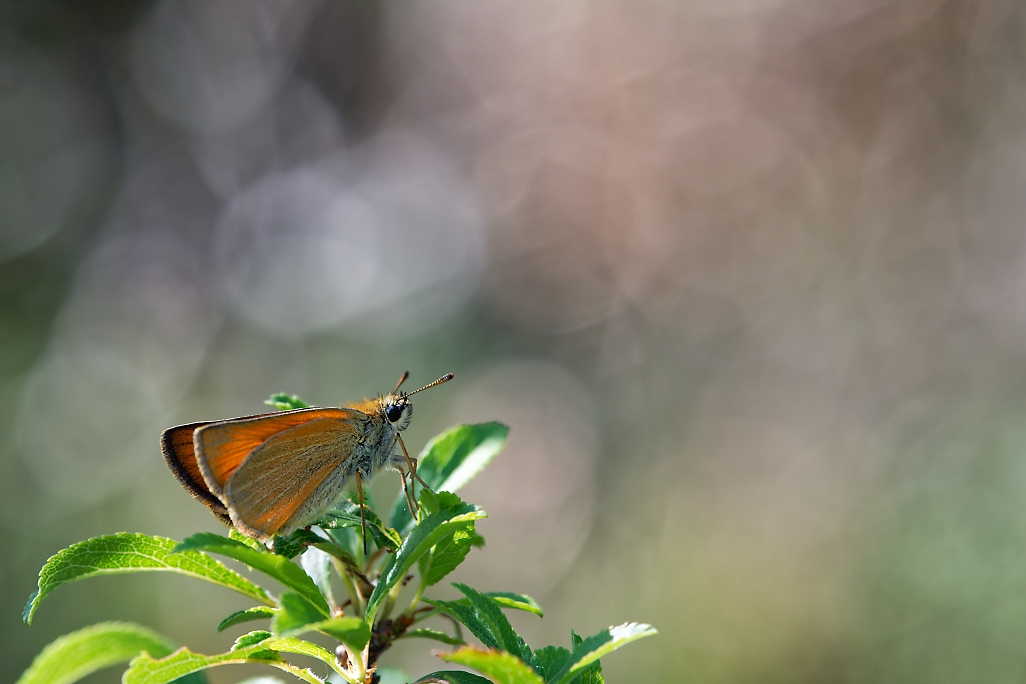 DSC_0203_DxO.jpg