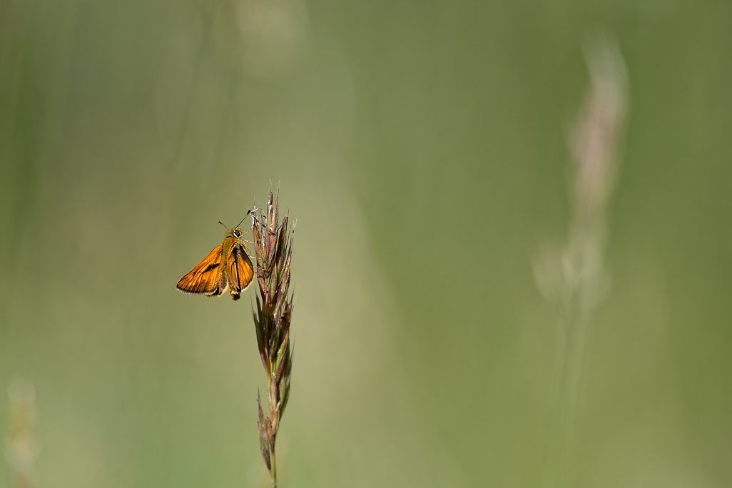 DSC_0224_DxO.jpg