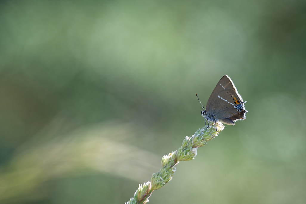 DSC_0270_DxO.jpg