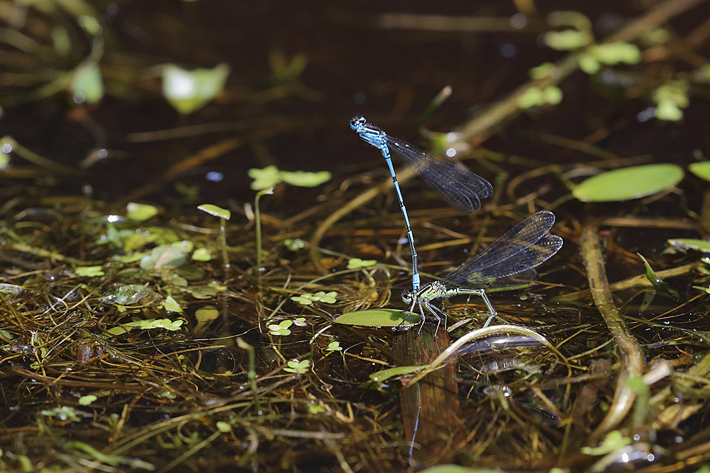 agrion jouvencelle -Coenagrion puella.JPG