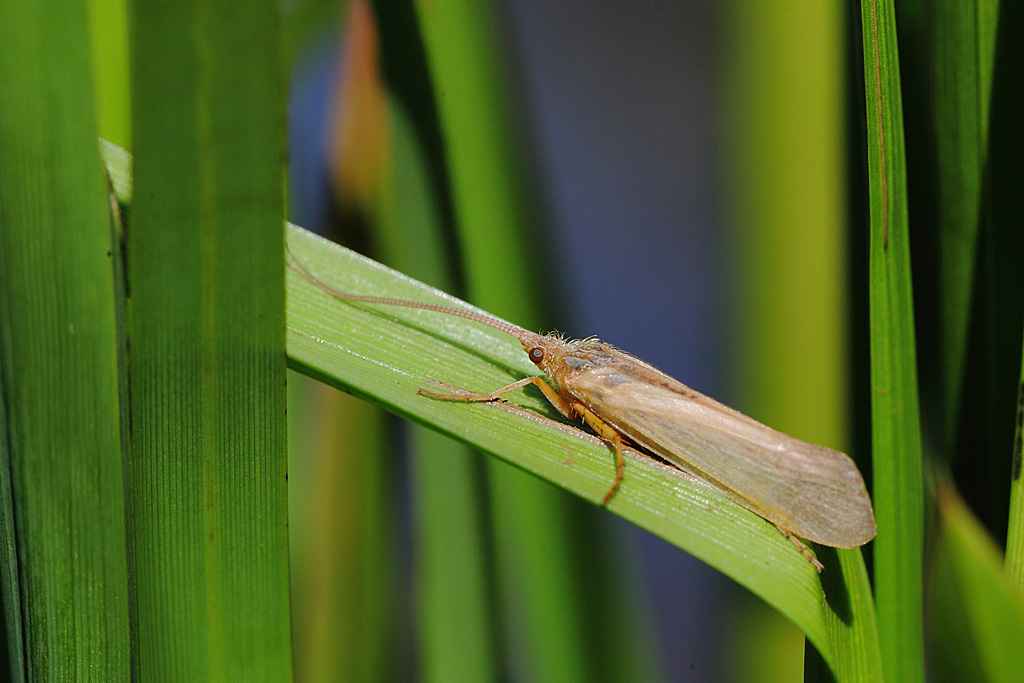 Limnephilus ignavus 2.JPG