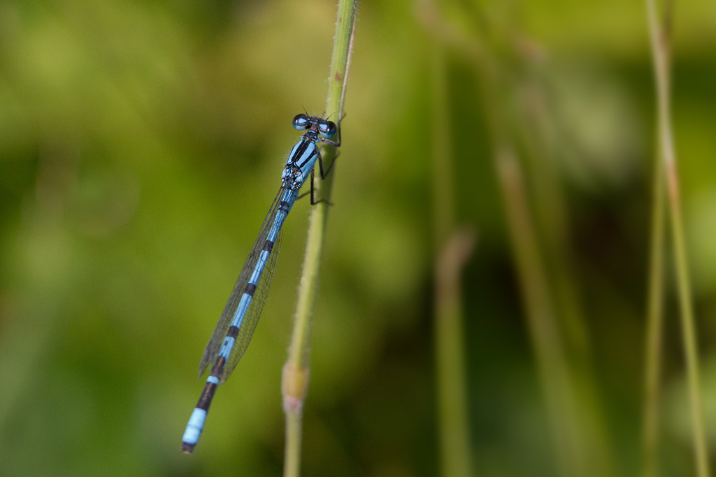 Enallagma cyathigerum 3.jpg