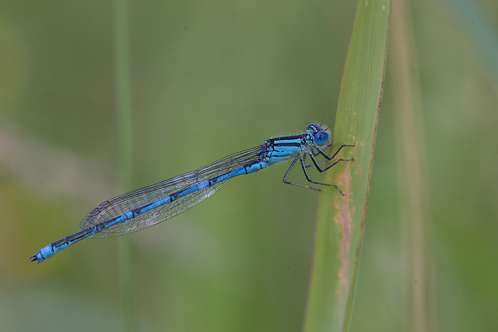 Naïade aux yeux bleus - Erythtomma lindenii 5 Jacques Rivière.jpg
