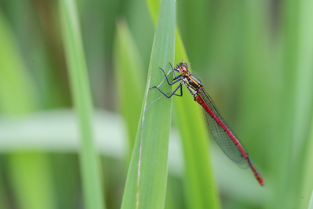 Pyrrhosoma nymphula M1.JPG