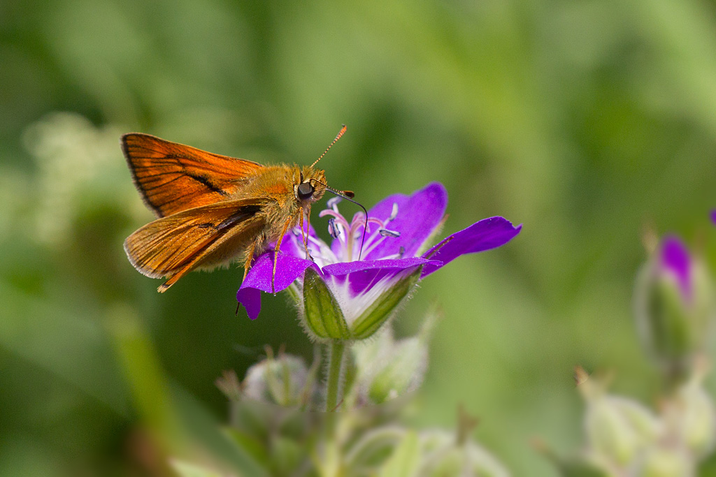 L'Hespérie de la houque - Thymelicus sylvestris 1.jpg