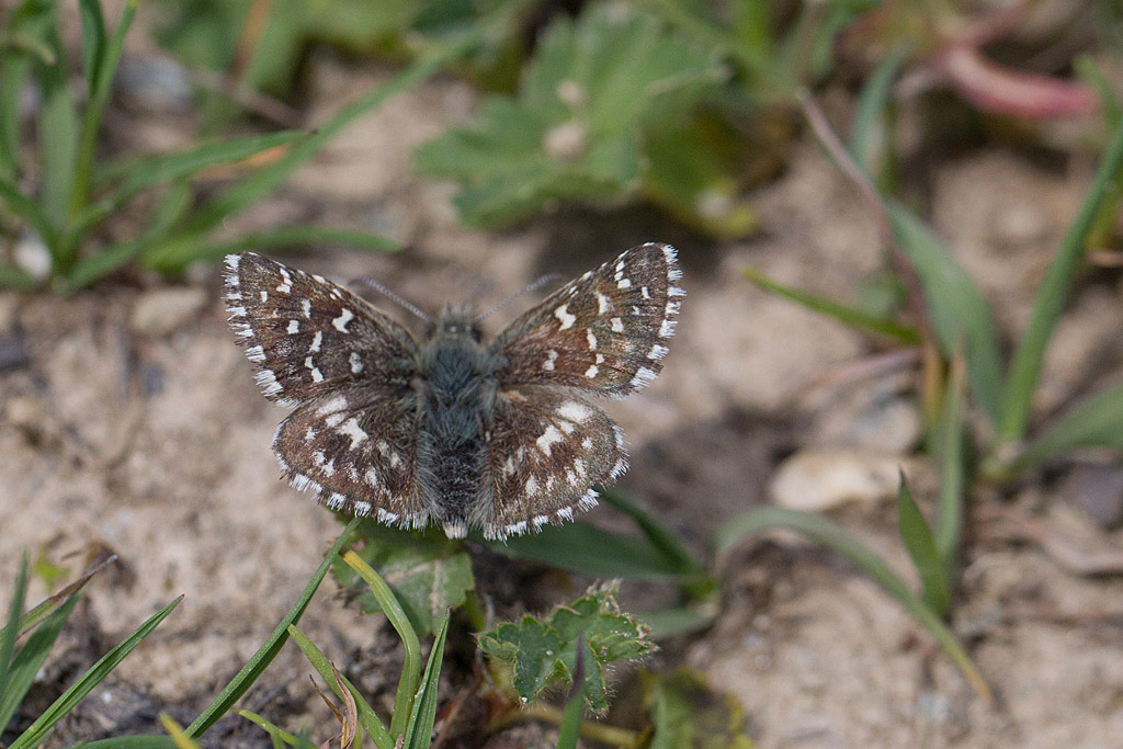 l'Hespérie des cirses - Pyrgus cirsii 3.jpg