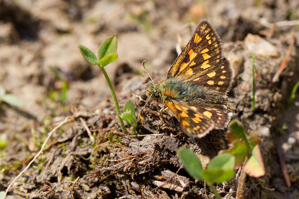 L'Hespérie du brome - Carterocephalus palaemon 2.jpg
