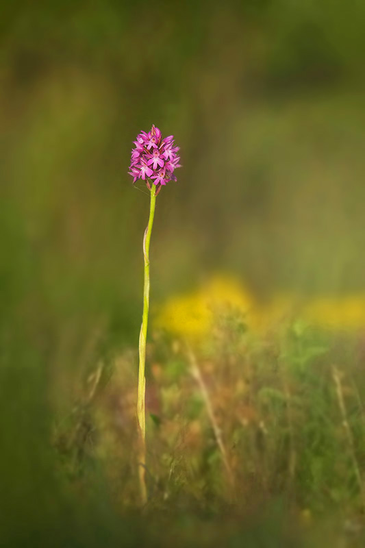 orchis pyramidal.jpg