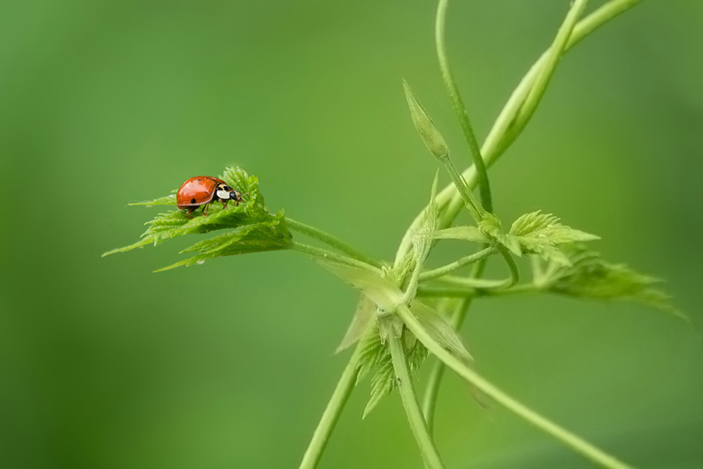 coccinelle.jpg