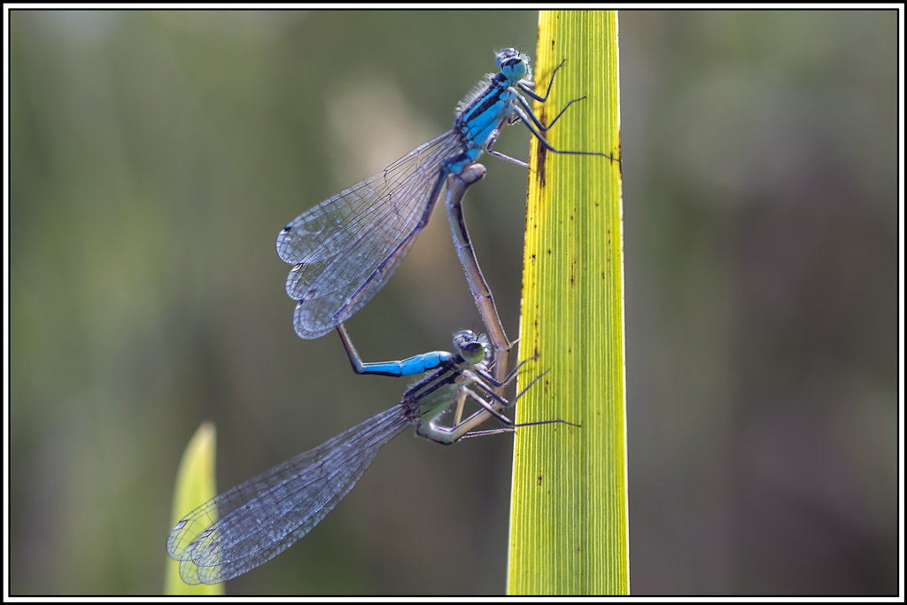 agrion-elegant(ischnura-elegans)(4_6).jpg