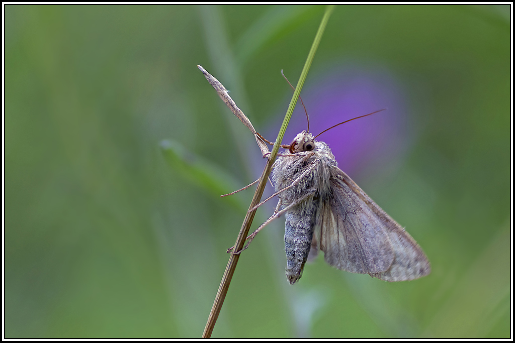 gamma(autographa-gamma)(1_5).jpg