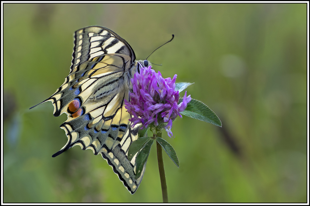machaon(papilio-machaon)(11_17).jpg