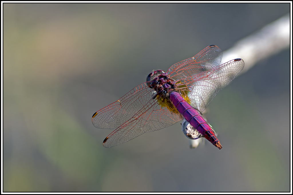 trithemis-pourpre(trithemis-annulata)(1_8).jpg