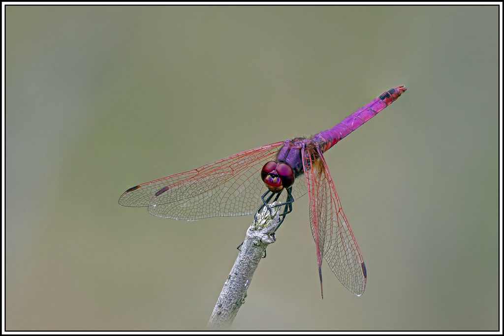 trithemis-pourpre(trithemis-annulata)(21_29).jpg