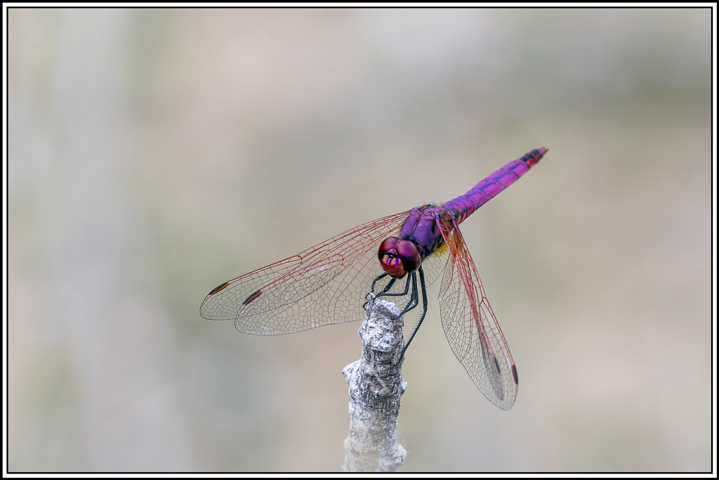 trithemis-pourpre(trithemis-annulata)(57).jpg