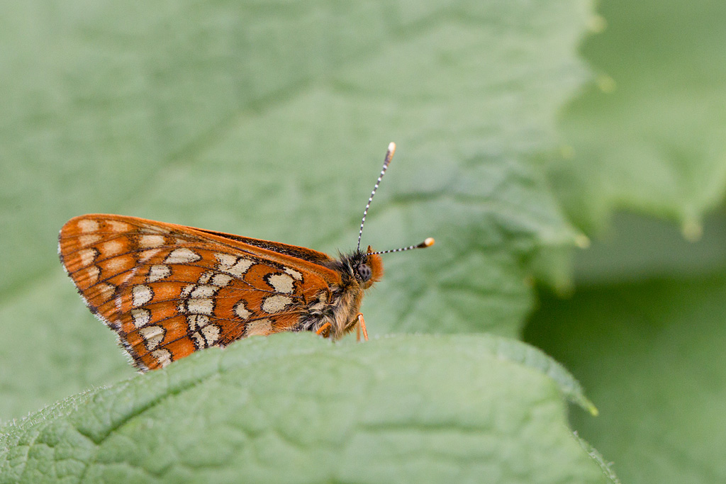 Le Damier du chévrefeuille - Euphydryas intermedia 1.jpg