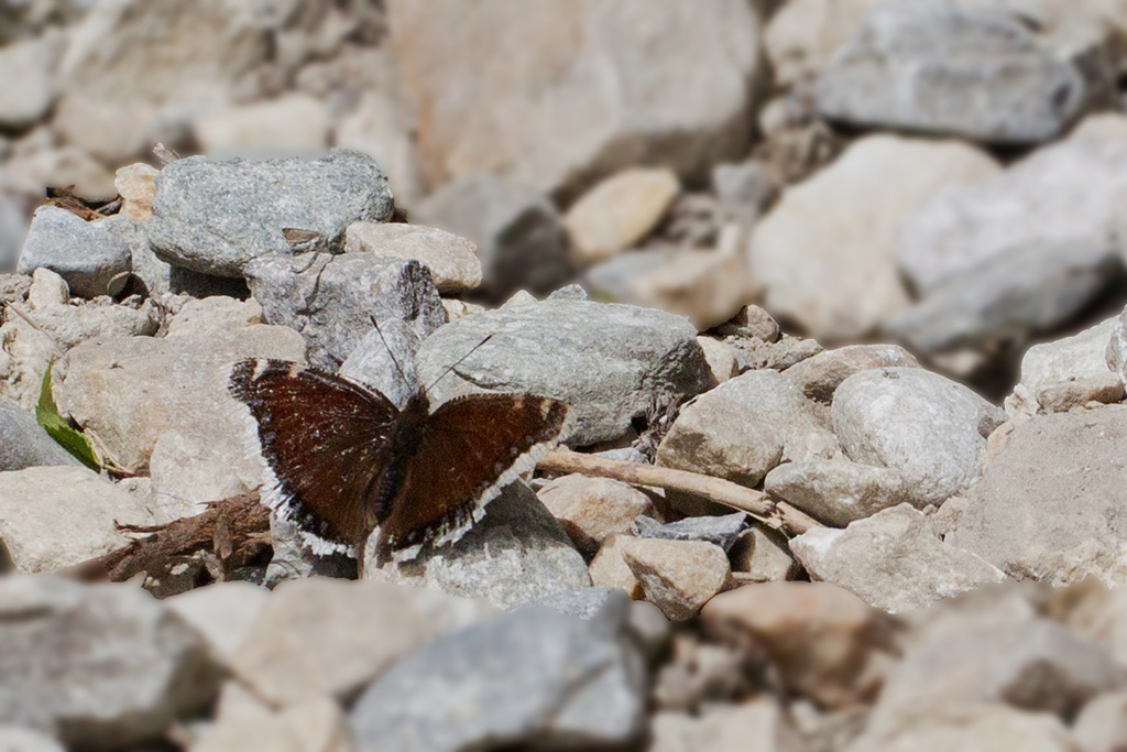 Le Morio - Nymphalis antiopa 1.jpg