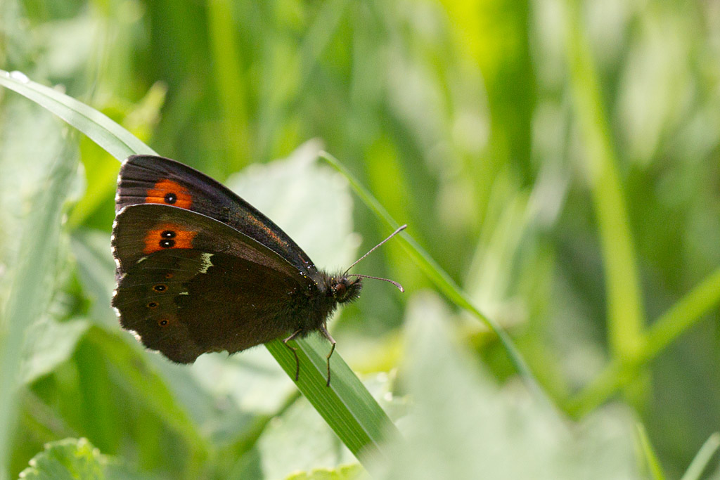 Le Moiré blanc-fascié (Erebia ligea) 8.jpg