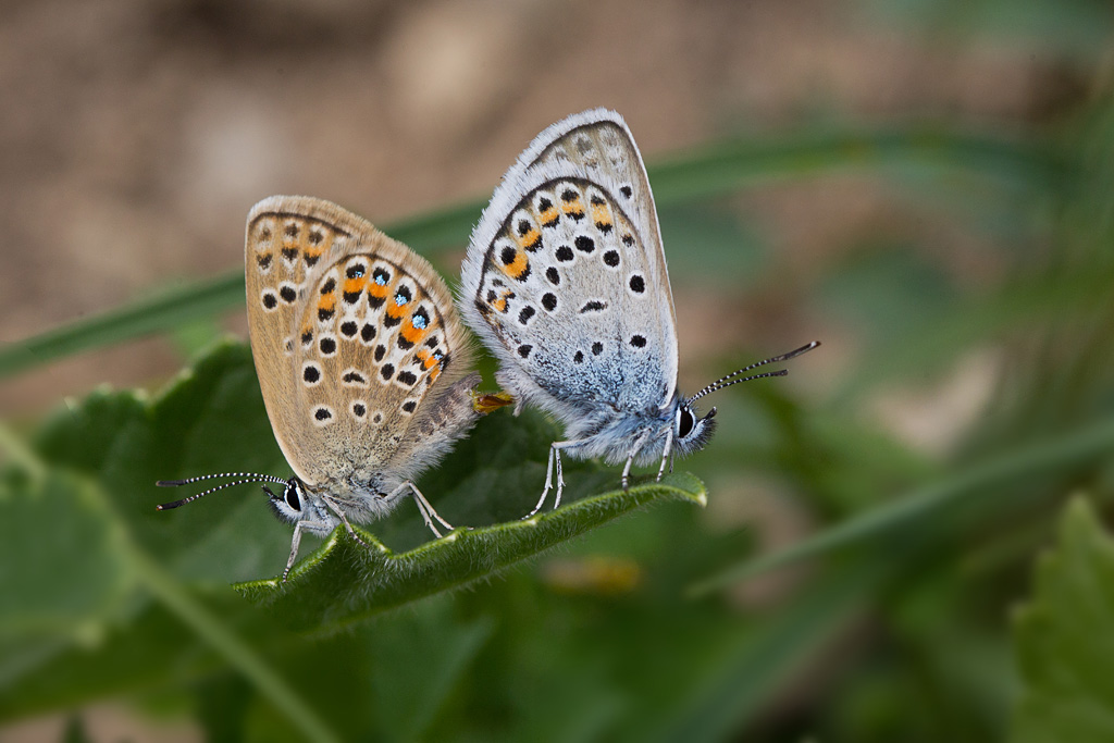 L'Azuré de l'ajonc- Plebejus argus  14.jpg