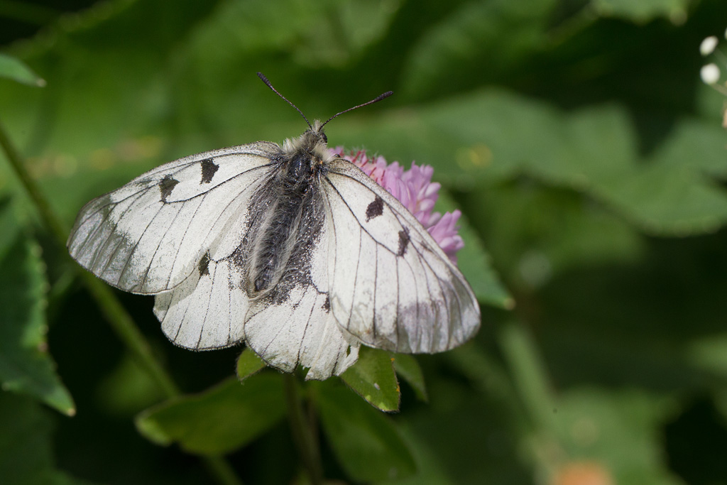 le Semi-Apollon - Parnassius mnemosyme 1.jpg