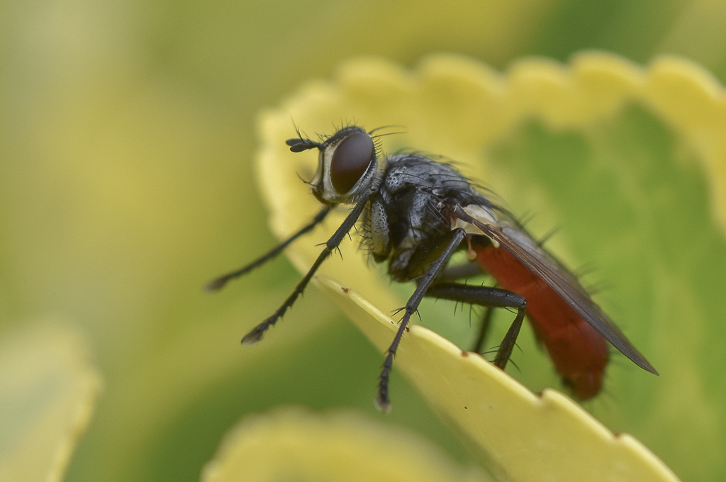Cylindromyia bicolor.jpg