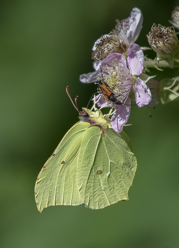 Papillon Citron-1.jpg