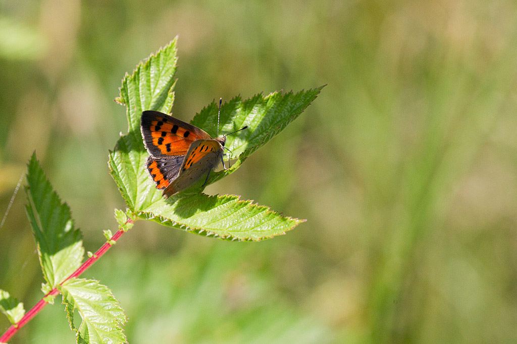 Le Cuivré commun (Lycaena phlaeas) 21.jpg