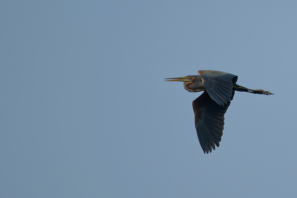 DSC_0502_DxO.jpg