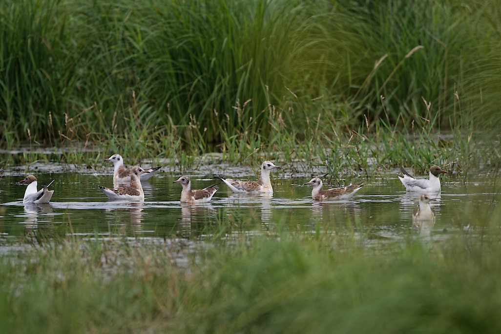 DSC_8061_DxO.jpg