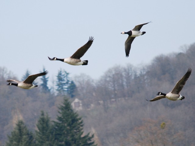 CSC_0260 [640x480].JPG