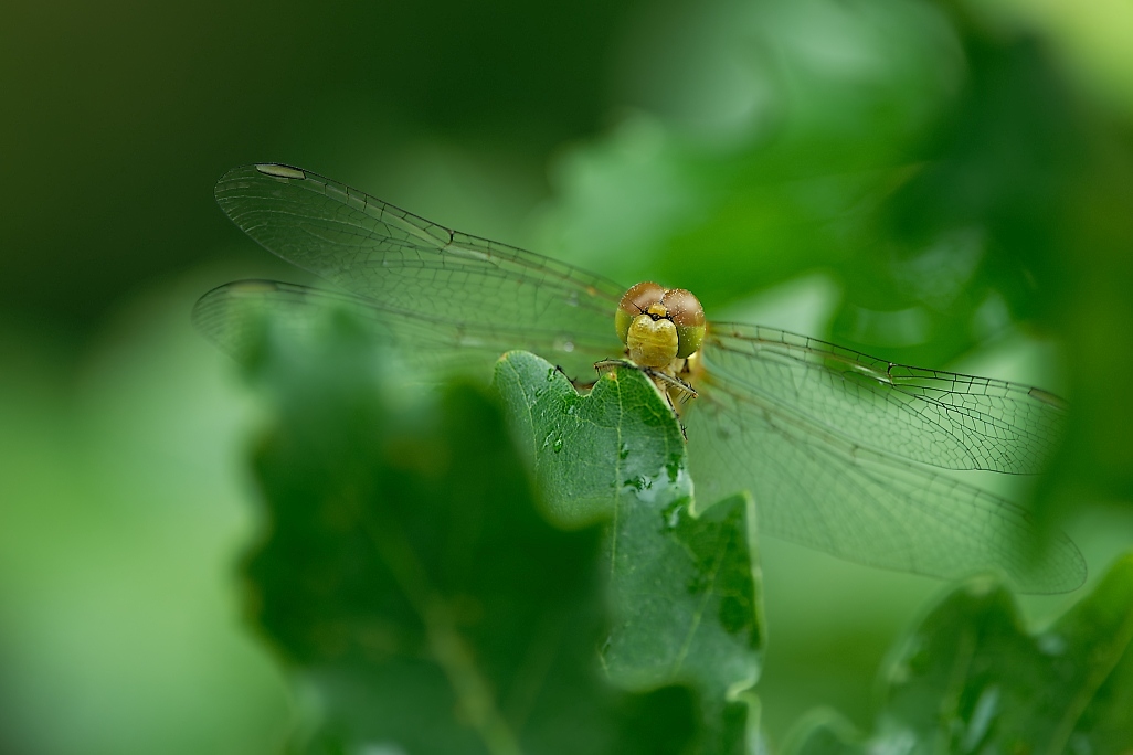 DSC_0627_DxO.jpg