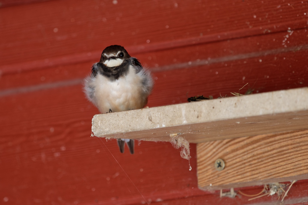 DSC_0800_DxO.jpg