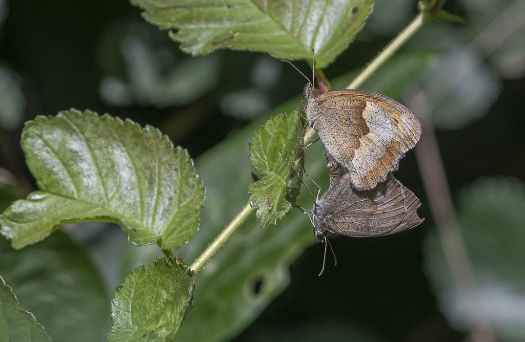 Myrtils amoureux-1 (2).jpg