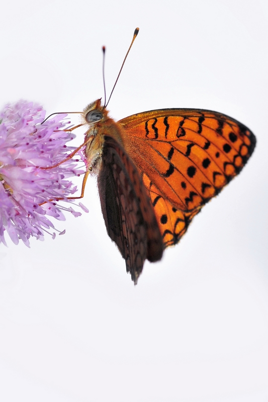 PAPILLON11.jpg