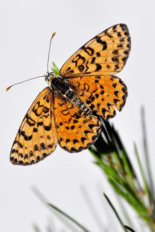 PAPILLON14.jpg