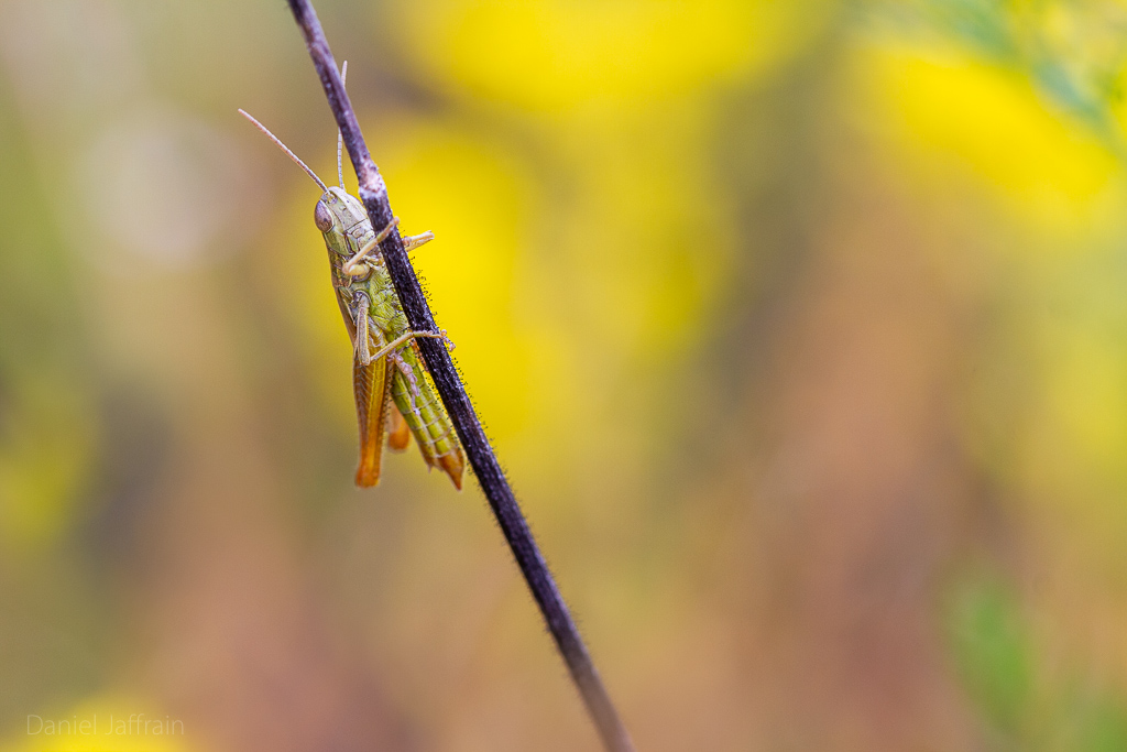 Image et Nature-1-267.jpg