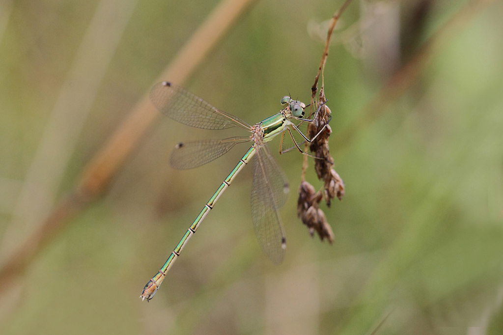 Leste barbare- Lestes barbarus Jacques rivière.jpg