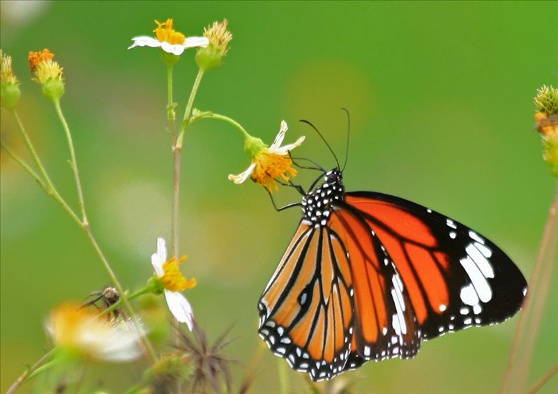 NATURE (94)_0.JPG