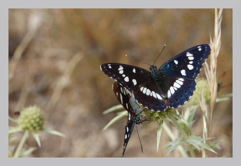 papillon 2.jpg