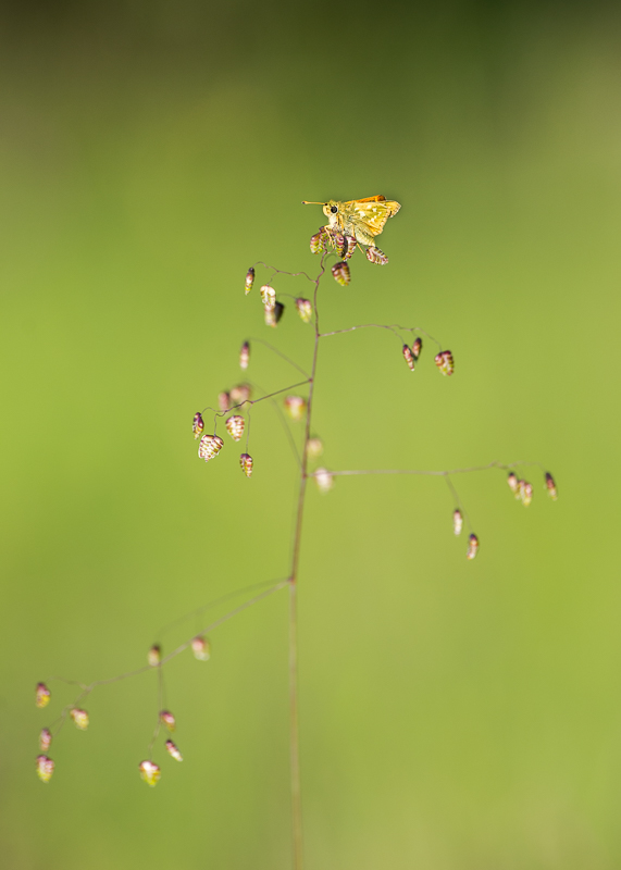 Comma immature.jpg