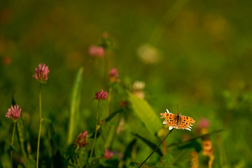 DSC_1283_DxO.jpg