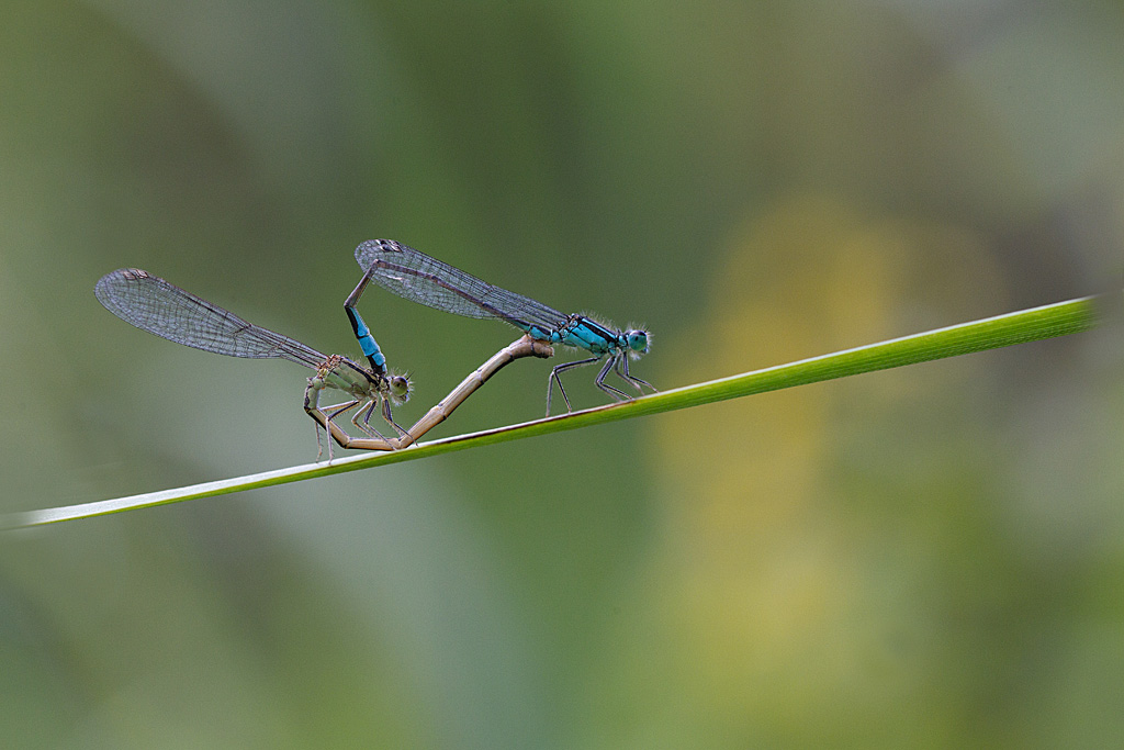 Ischnura elegans coeur.jpg