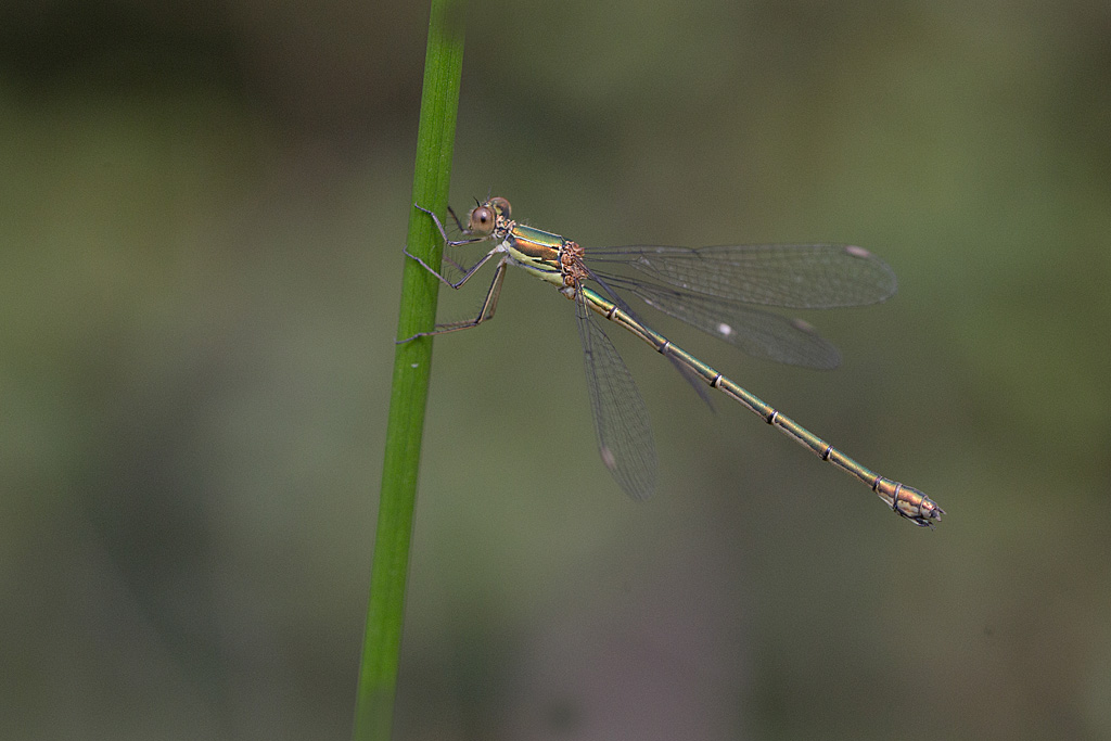 Leste vert - Lestes viridis femelle.jpg