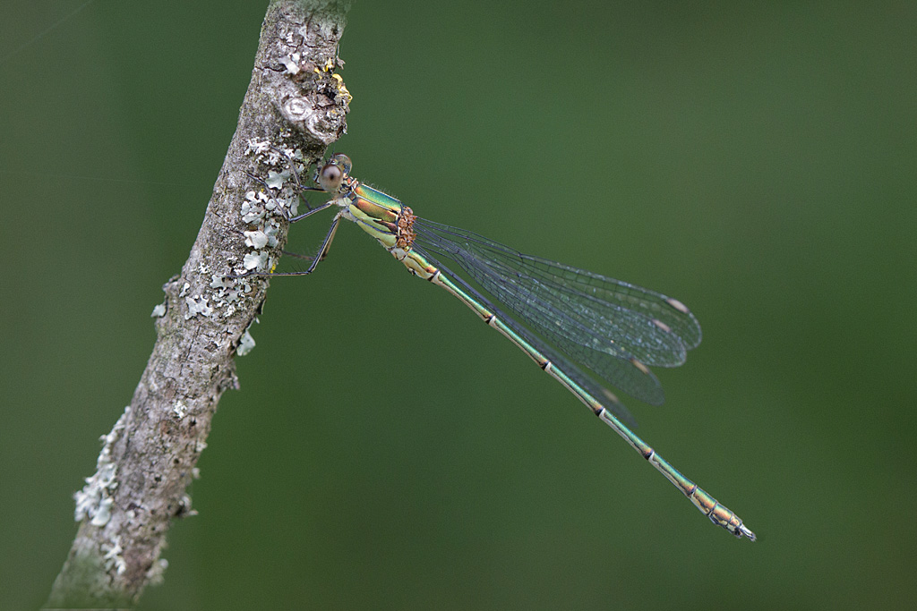 Leste vert - Lestes viridis mâle.jpg